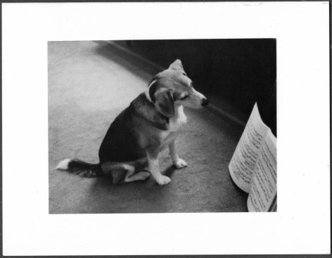 BINKY BEAGLE READING THE SCORE